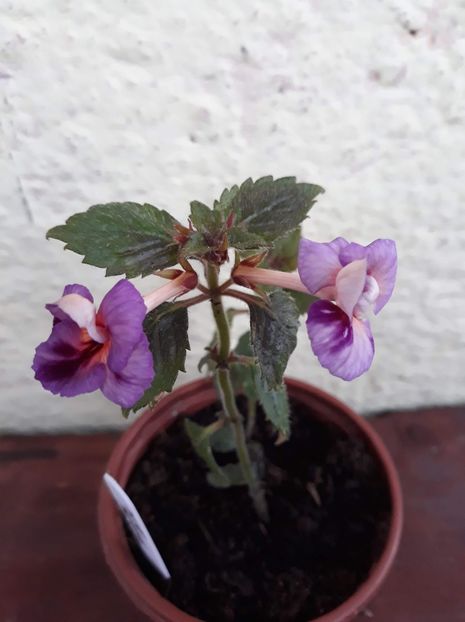  - 001 2021 - TROPICAL DUSK