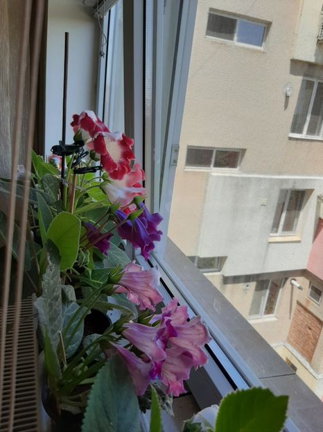  - gloxinii_2020