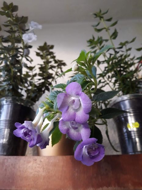  - 0001 2022 - BriD s Sarina