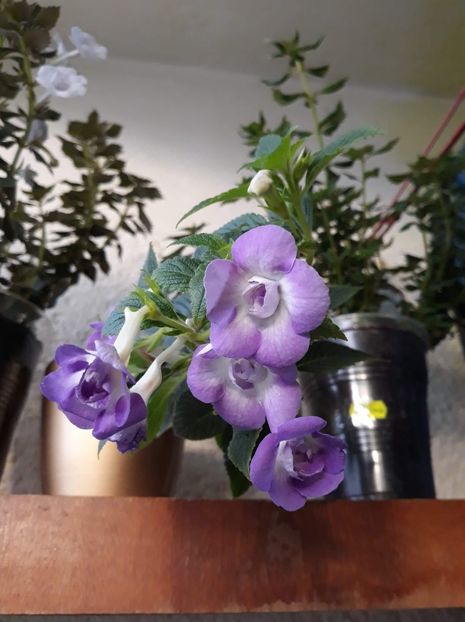  - 0001 2022 - BriD s Sarina