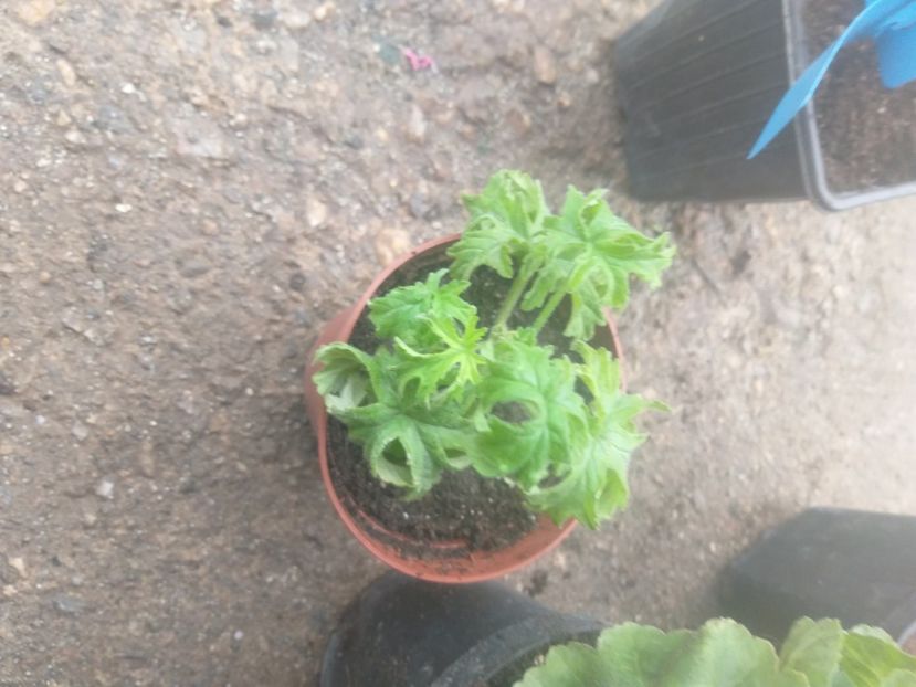  - Pelagonium Bonsai Lemon Tree