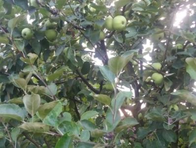  - curtea in vara 2020