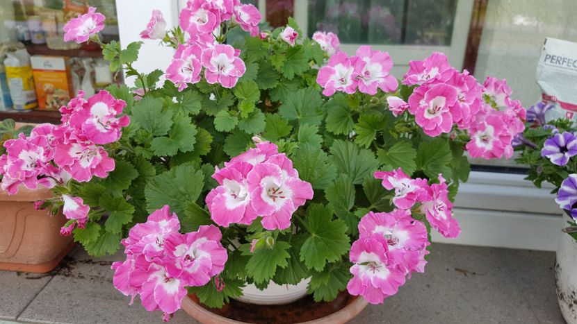 Muscate bermuda pink - Terasa mea 2020