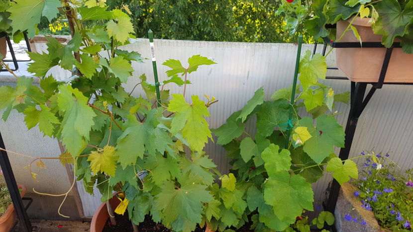 Vita de vie din butasi - Terasa mea 2020