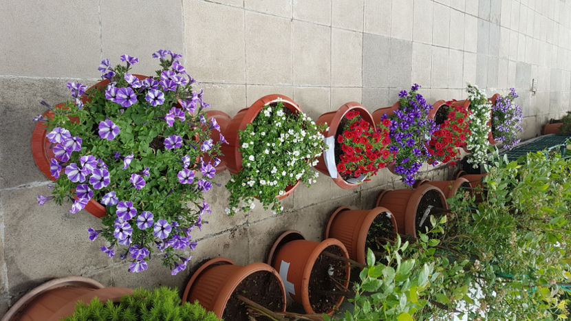 Petunii - Terasa mea 2020