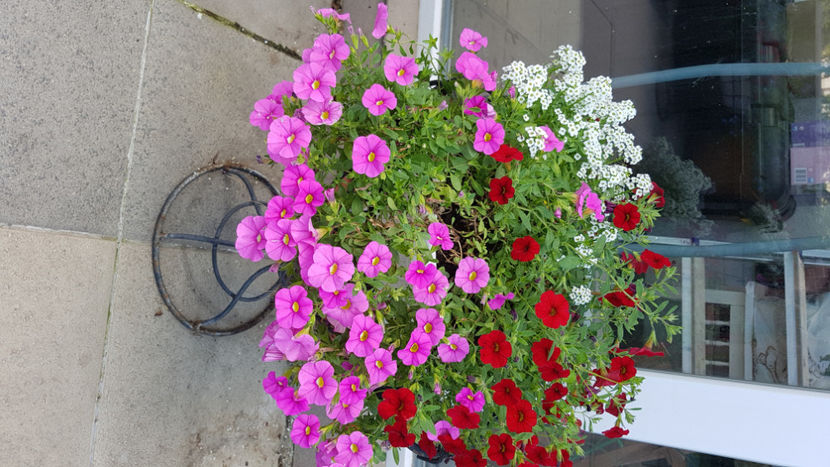 Aranjamente petunii - Terasa mea 2020