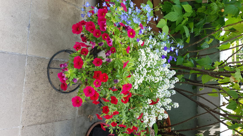 Aranjamente petunii1 - Terasa mea 2020