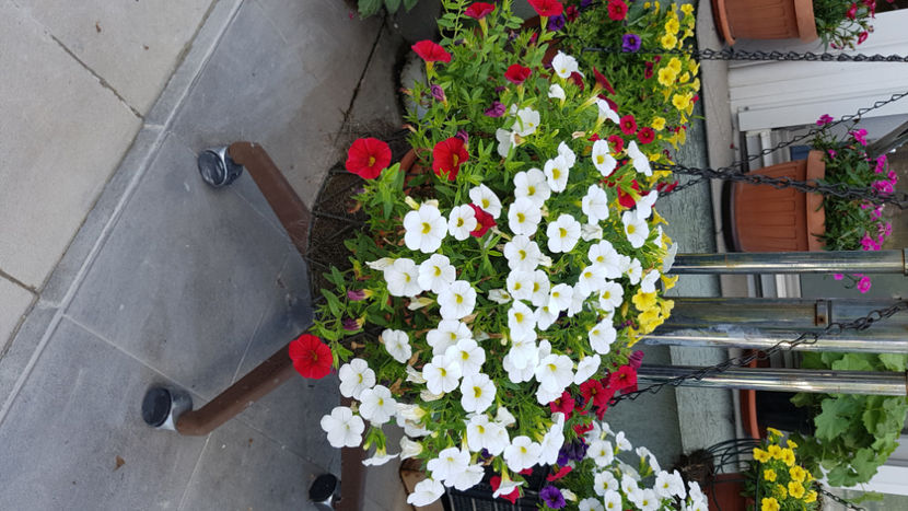 Aranjamente petunii 2 - Terasa mea 2020