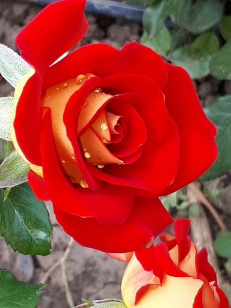  - Ketchup and Mustard