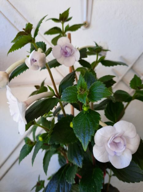  - Double Picotte Rose