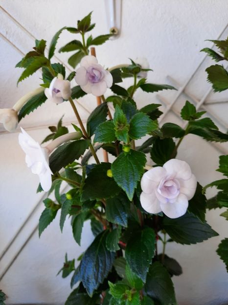  - Double Picotte Rose