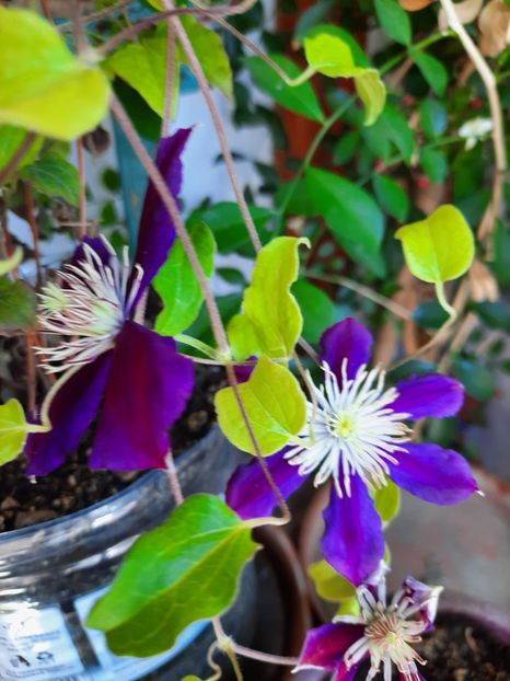  - CLEMATIS JULKA