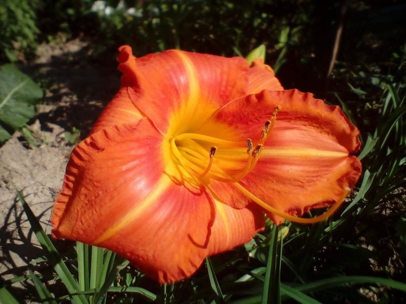 Nr 8 12 lei floare foarte mare, culori intense - Hemerocallis Crin de o zi
