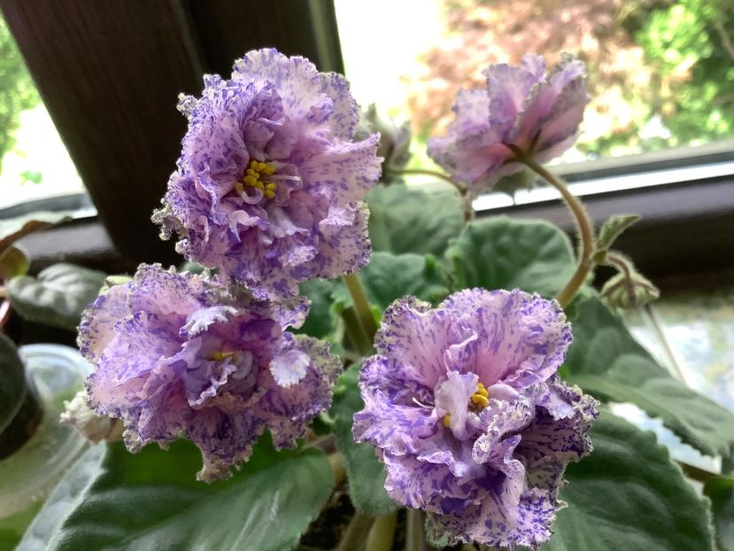 F5C63046-F309-4DBB-BEA0-D8DFE9E5922B - LIK Tver Patern