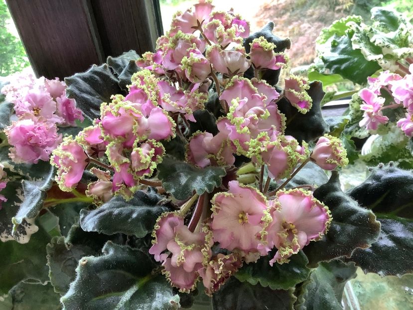  - LE Hydrangea