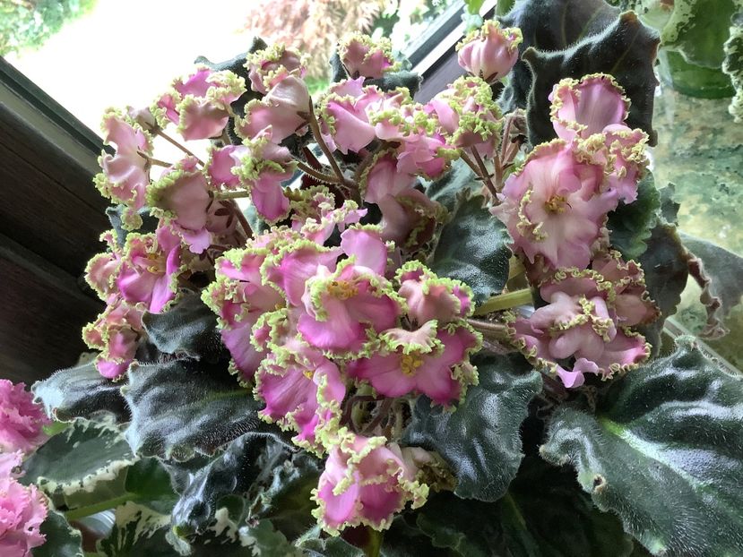  - LE Hydrangea