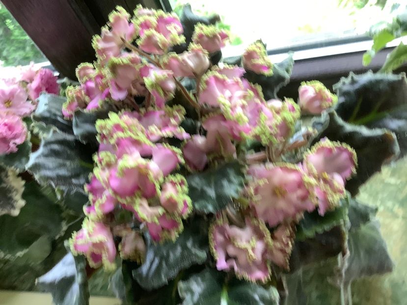  - LE Hydrangea