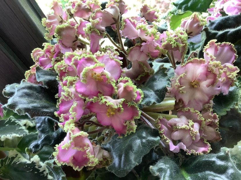  - LE Hydrangea