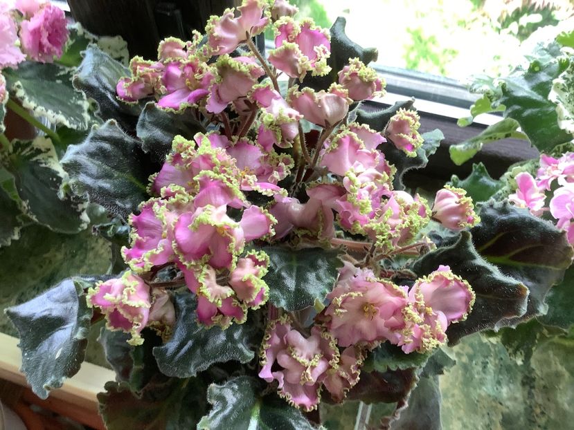  - LE Hydrangea