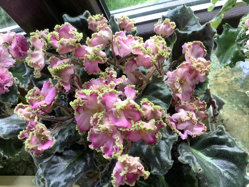  - LE Hydrangea