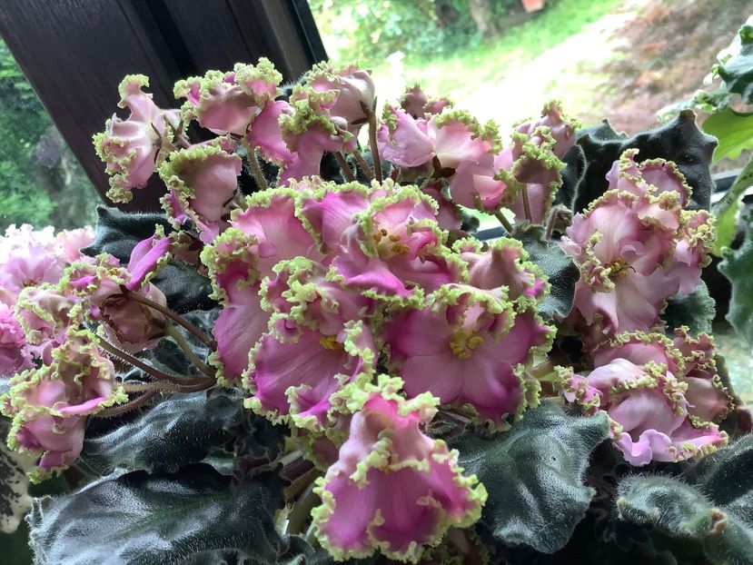  - LE Hydrangea