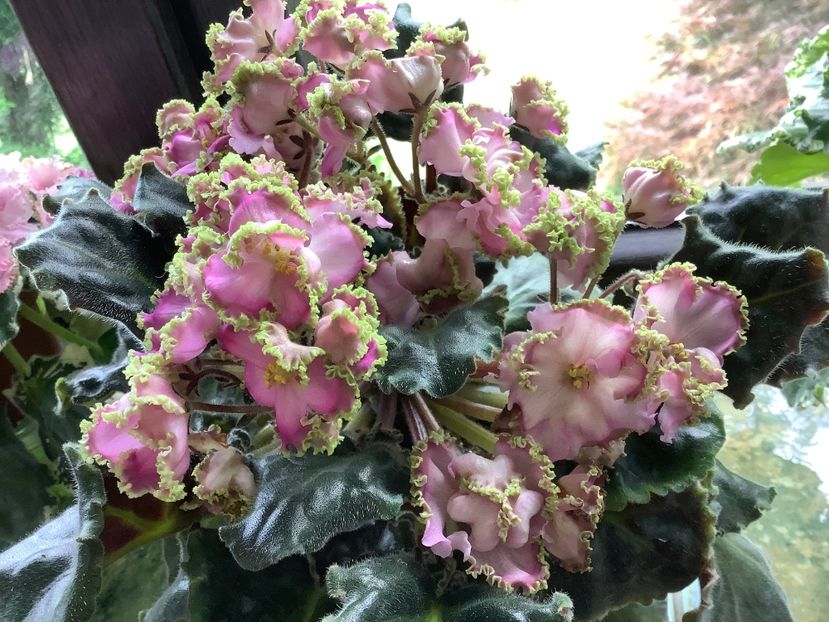 LE Hidrangea - AA Violetbarn