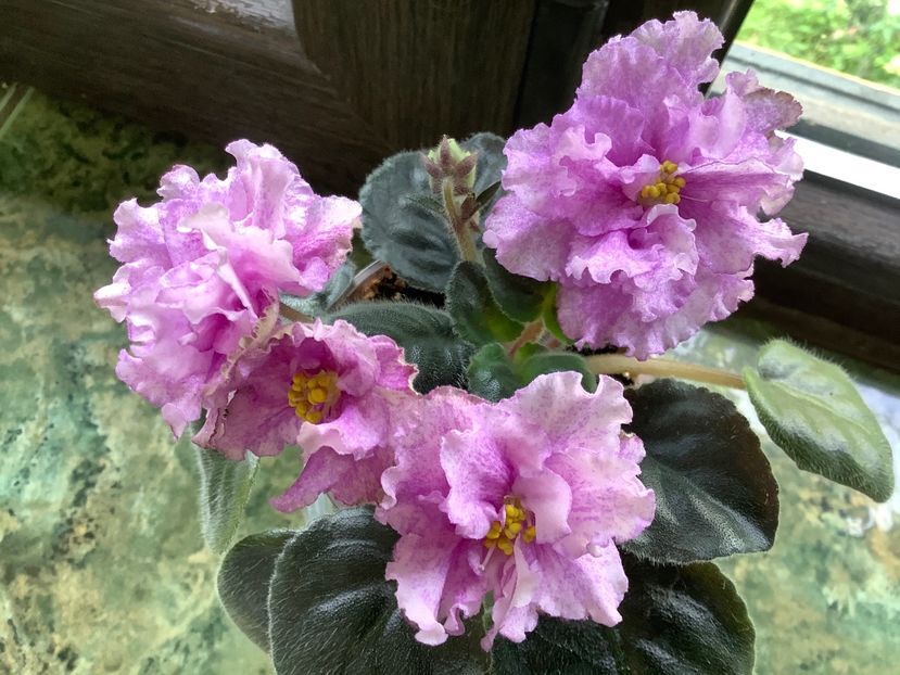 6BFEC6A8-0337-442B-8E7E-2D7723ACE689 - AA Violetbarn