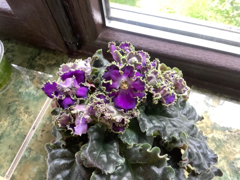 Cajun s Royal Knockaut - AA Violetbarn