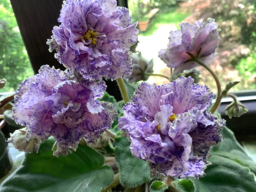 1386EBF3-80DF-41C3-A257-8121BFBE65FD - AA Violetbarn