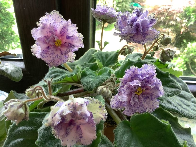 FFB90543-244D-4177-B0BD-48F7006E877E - AA Violetbarn