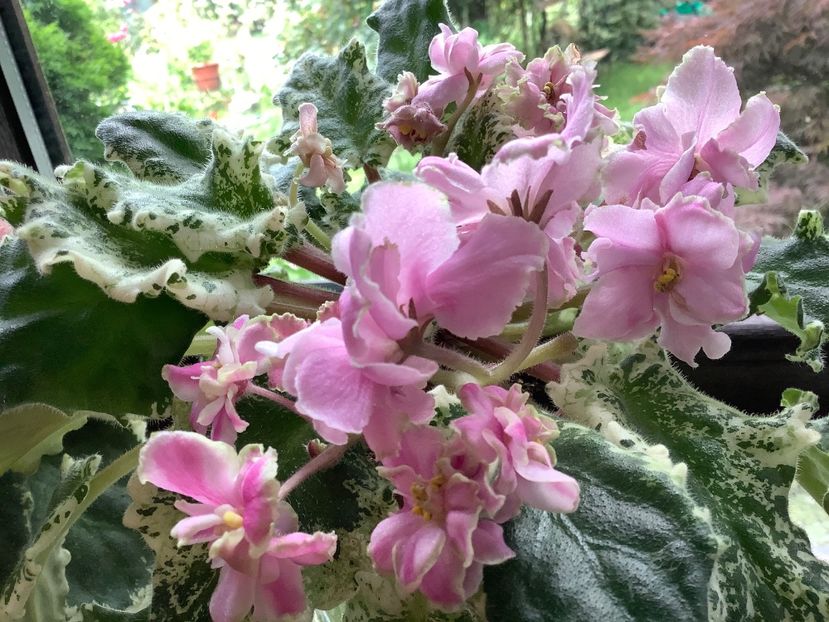 D939928A-9A23-4254-84D5-2DD60831F03A - Gemcraft Pink Pearl