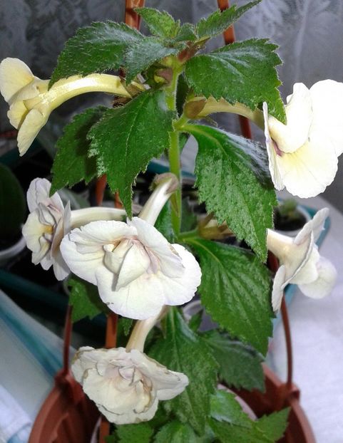 6 - Lena Vera  - 2020- ACHIMENES