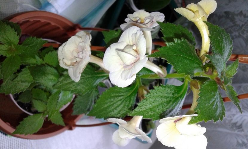 6-  Lena Vera - 2020- ACHIMENES