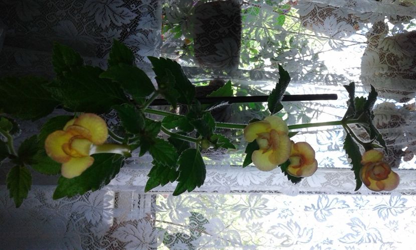 9- Peach Orchard jpg(1) - 2020- ACHIMENES