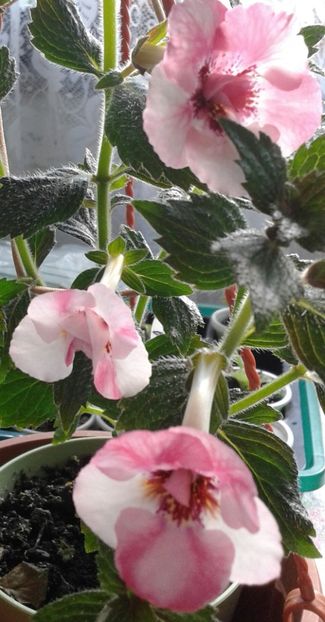 10 - Rebeca Houche jpg - 2020- ACHIMENES