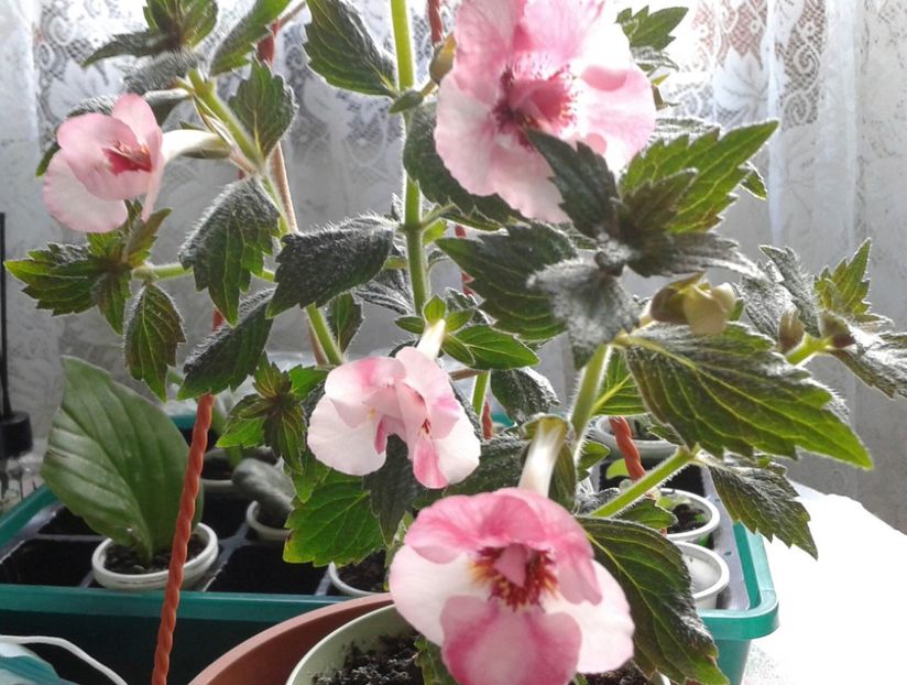 10 - Rebeca Houche jpg(1) - 2020- ACHIMENES