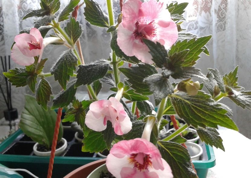 10 - Rebeca Houche jpg(2) - 2020- ACHIMENES