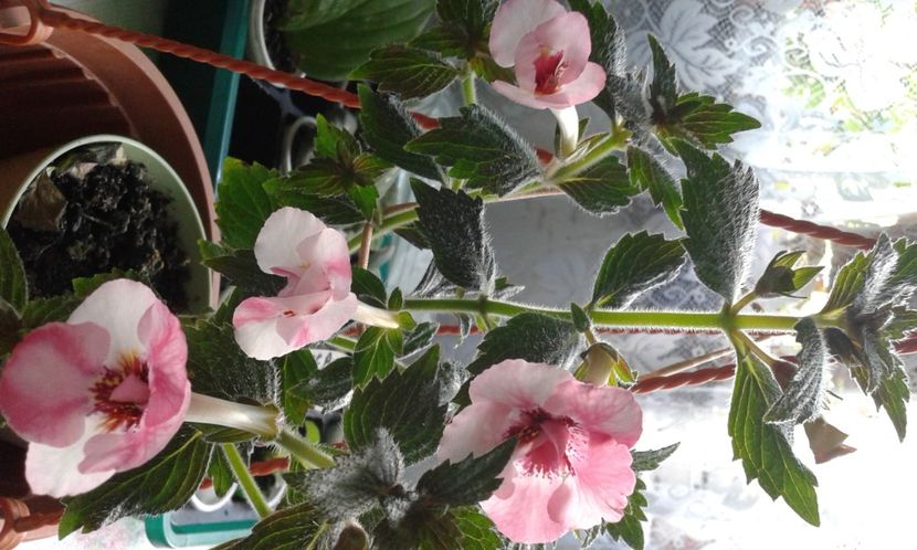 10-Rebecca Houche - 2020- ACHIMENES
