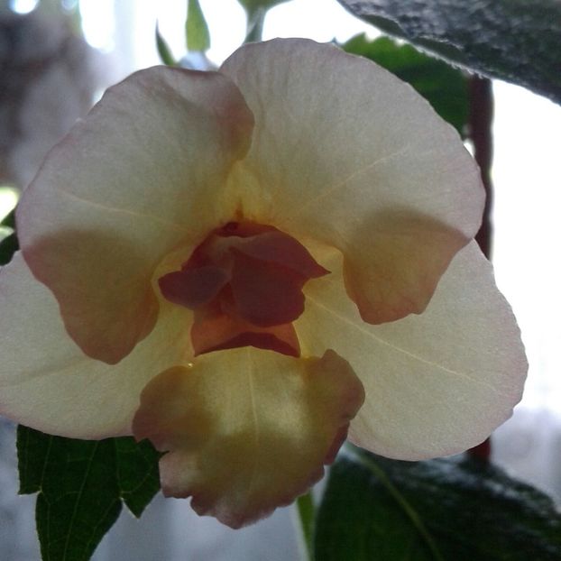 12- Hot Spot - 2020- ACHIMENES