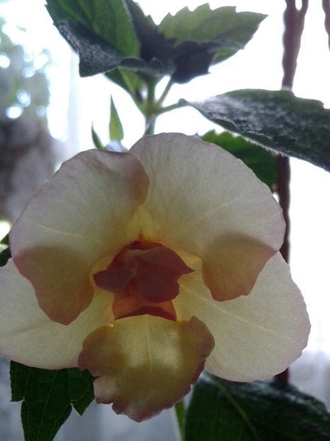 12- Hot Spot(1) - 2020- ACHIMENES