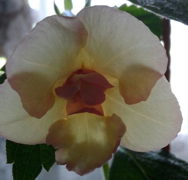 12- Hot Spot(2) - 2020- ACHIMENES