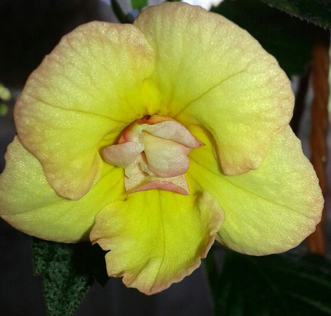 12- Hot Spot(3) - 2020- ACHIMENES