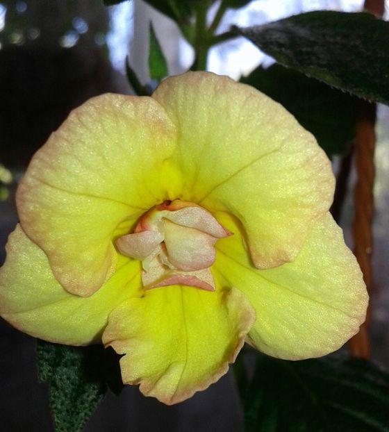 12- Hot Spot(6) - 2020- ACHIMENES