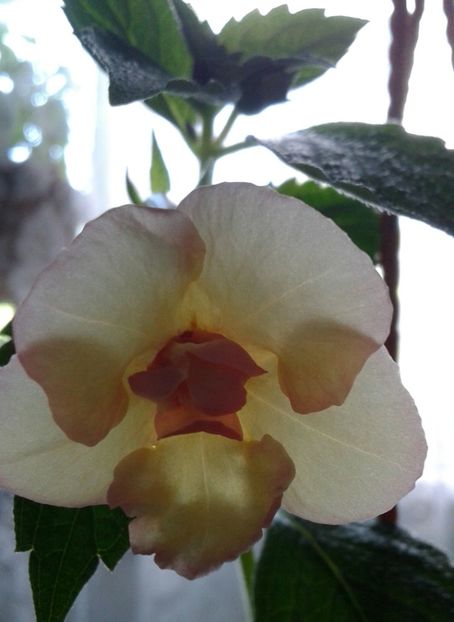 12- Hot Spot(7) - 2020- ACHIMENES