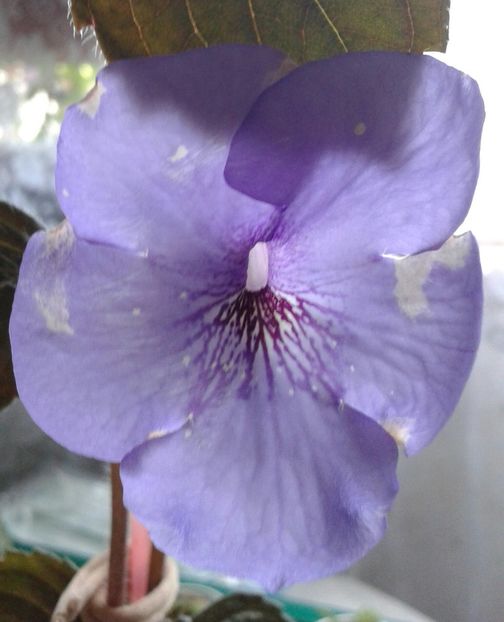 13- Oviksfjalen jpg - 2020- ACHIMENES