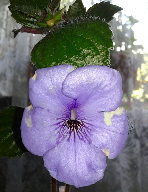 13- Oviksfjalen jpg(1) - 2020- ACHIMENES