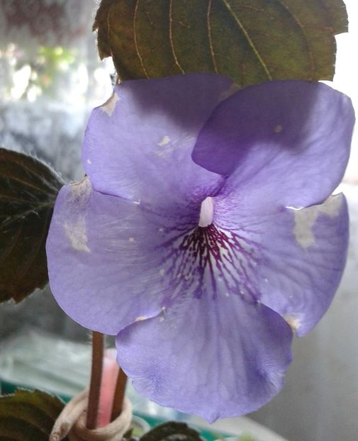 13- Oviksfjalen jpg(2) - 2020- ACHIMENES