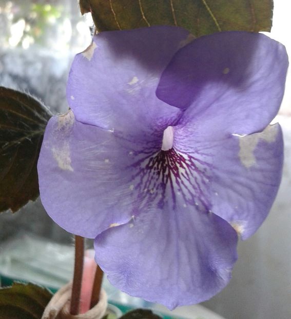 13- Oviksfjalen jpg(3) - 2020- ACHIMENES