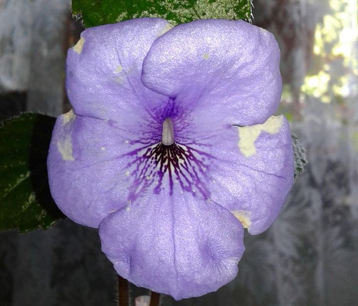 13-Oviksfjalen jpg - 2020- ACHIMENES