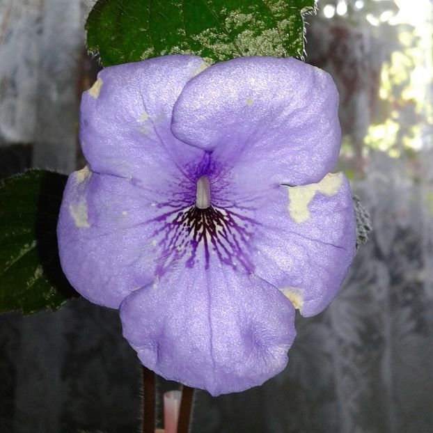 13-Oviksfjalen jpg(1) - 2020- ACHIMENES